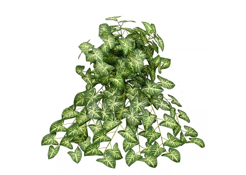 SYNGONIUM BUSH XL 65CM FR