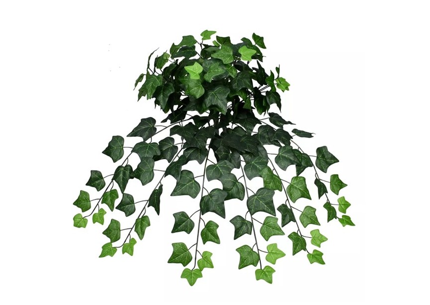 HEDERA FELIX 60CM FR