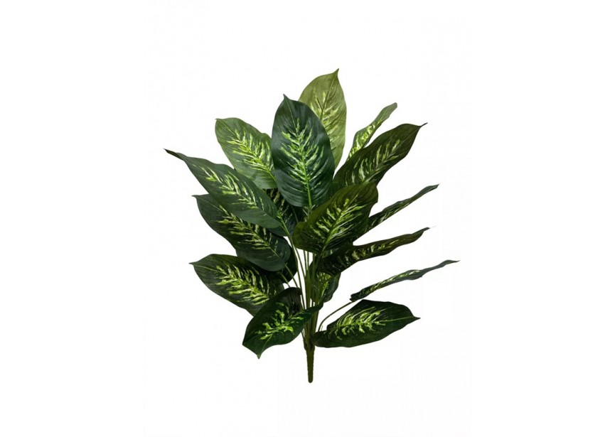 DIEFFENBACHIA SEGUINE XL 50CM FR