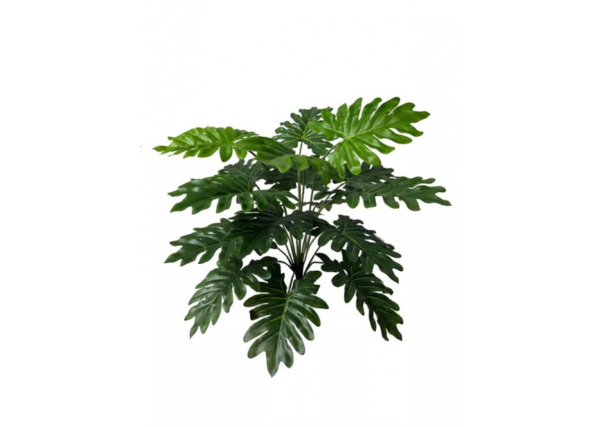 PHILODENDRON SELLOUM 50CM UV+FR