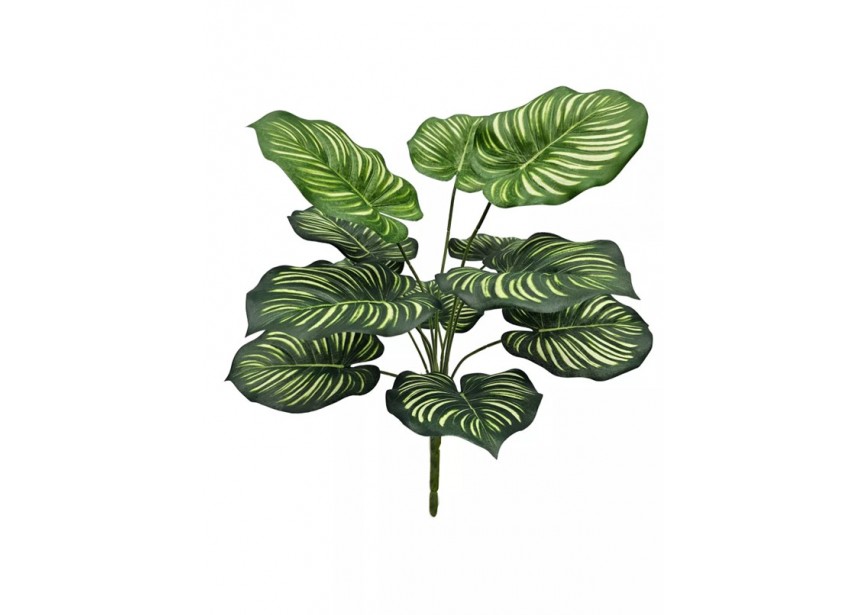 CALATHEA ORBIFOLIA 40CM UV+FR