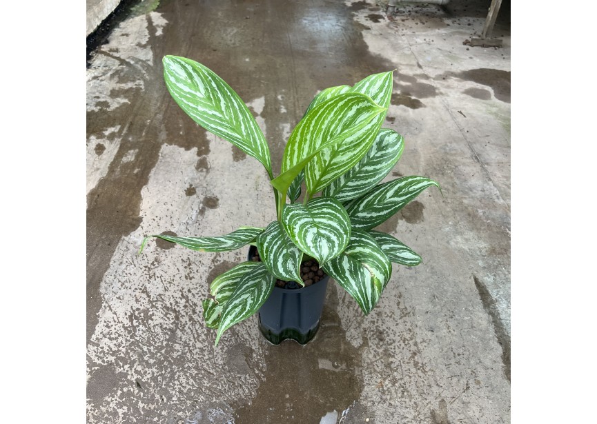 AGLAONEMA STRIPE 15/19 H40