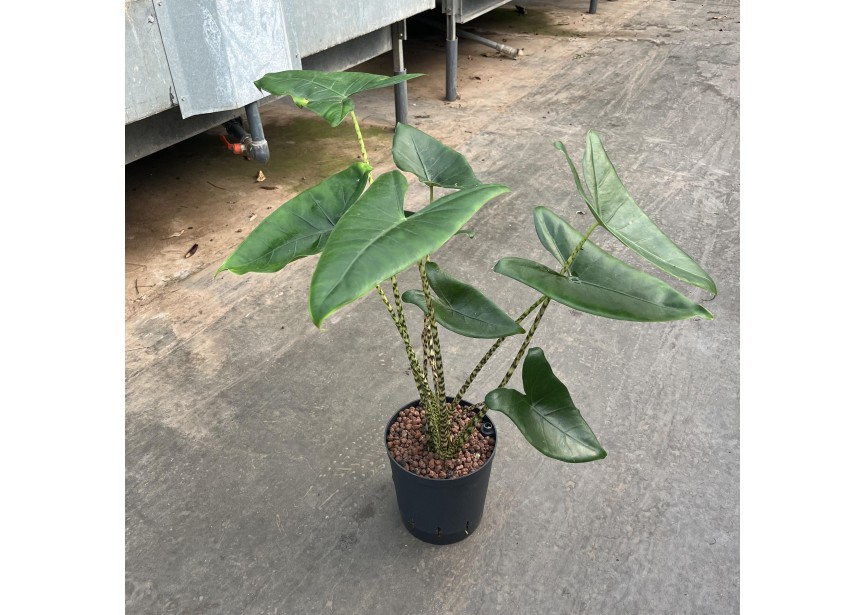 ALOCASIA ZEBRINA 18/19 H50