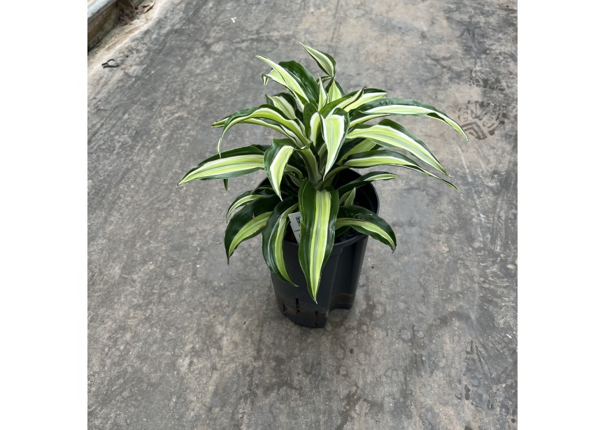 DRACAENA MALAIKA KÖPFE 1PP 5/19 H30