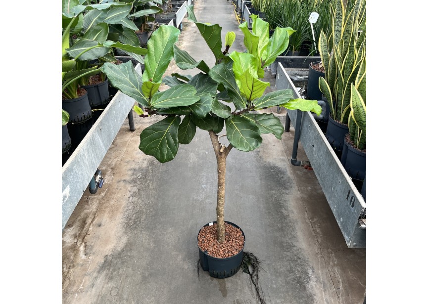 FICUS LYRATA STAMM 28/19 H120