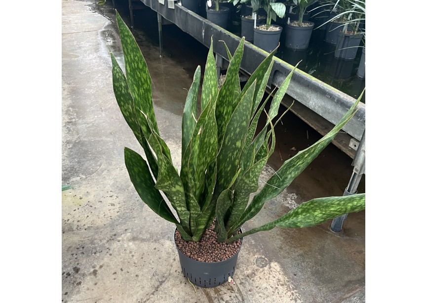 SANSEVIERIA SAUVAGE 28/19 2PP H90