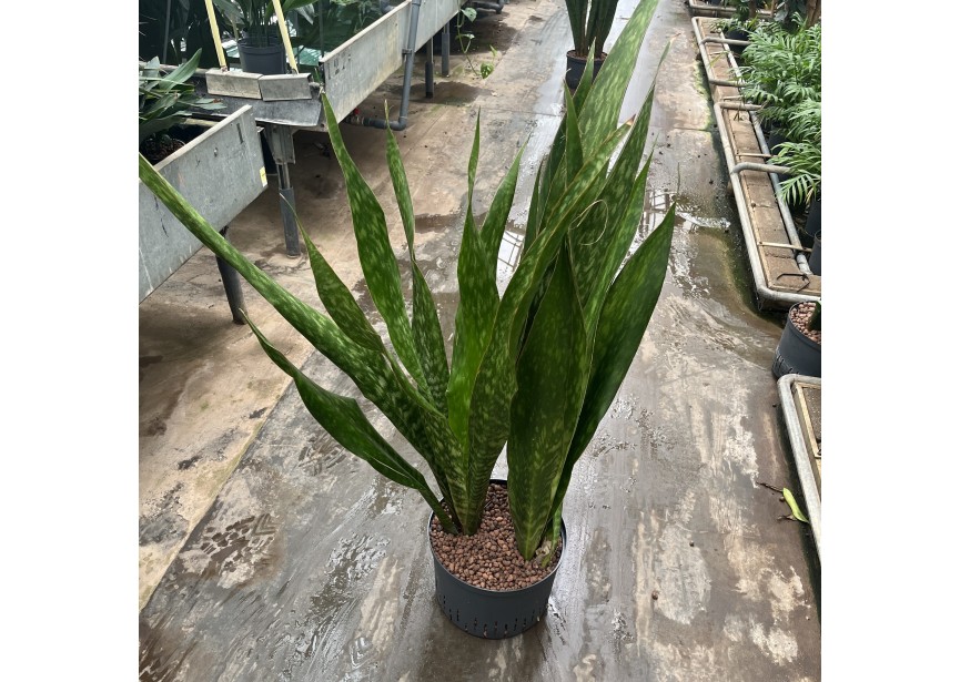 SANSEVIERIA SAUVAGE 28/19 2PP H120