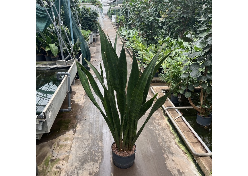 SANSEVIERIA SAUVAGE 28/19 1PP  H150