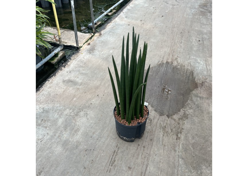 SANSEVIERIA SPIKES 22/19 H70