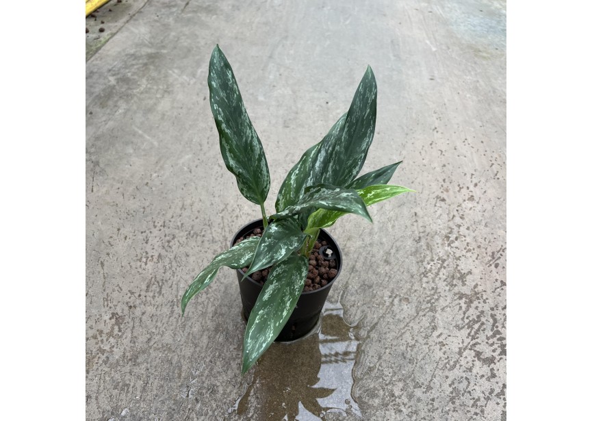 AGLAONEMA SPLASH 13/12 H35