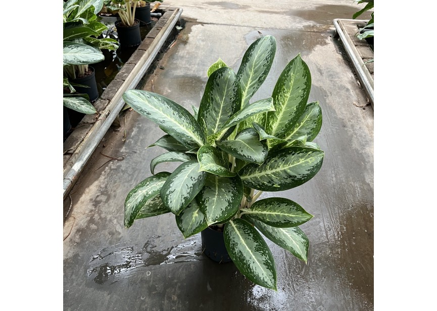 AGLAONEMA ANOUK 18/19 H50