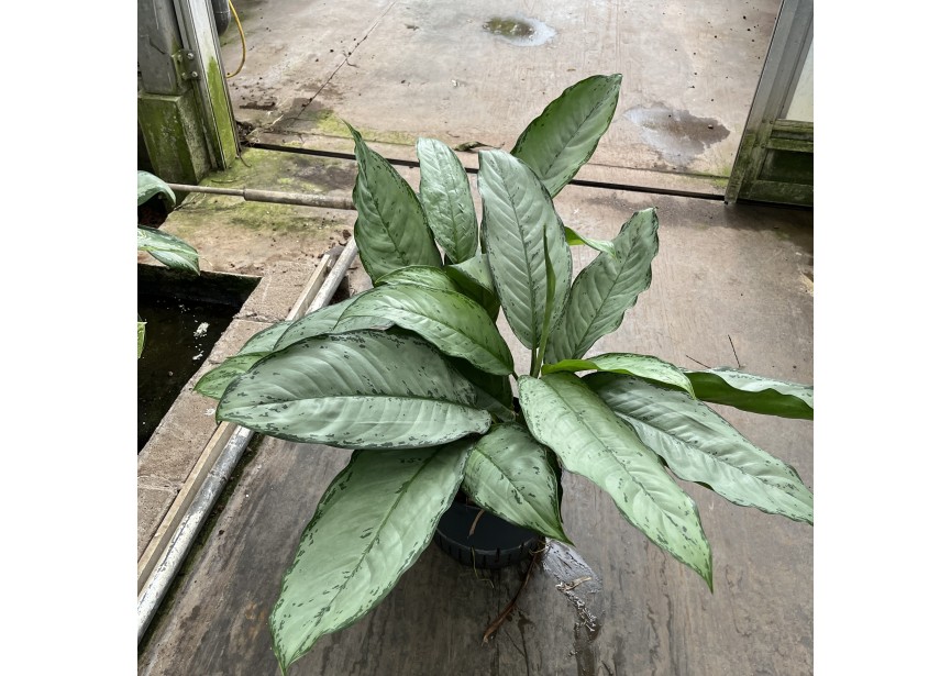 AGLAONEMA FREEDMAN 25/19 H70