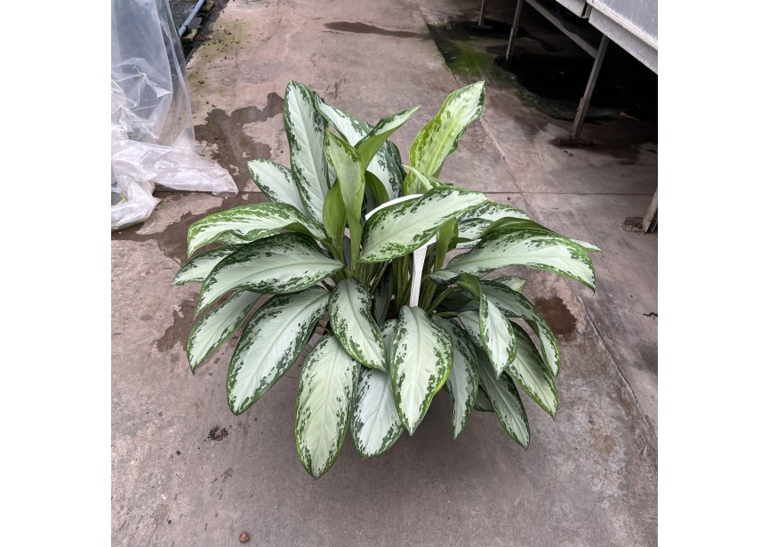 AGLAONEMA SILVER BAY 25/19 H50