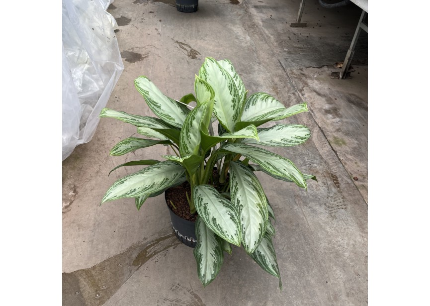 AGLAONEMA SILVER BAY 28/19 H50