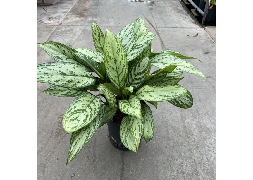 AGLAONEMA SILVER QUEEN18/19 H55