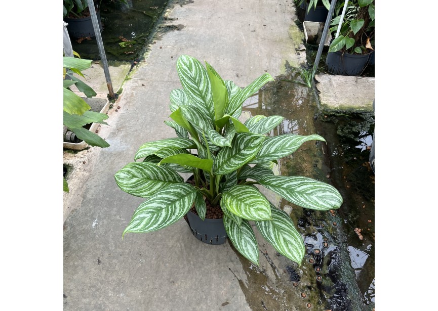 AGLAONEMA STRIPE  25/19 H70