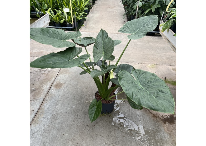 ALOCASIA WENTII 25/19  H110