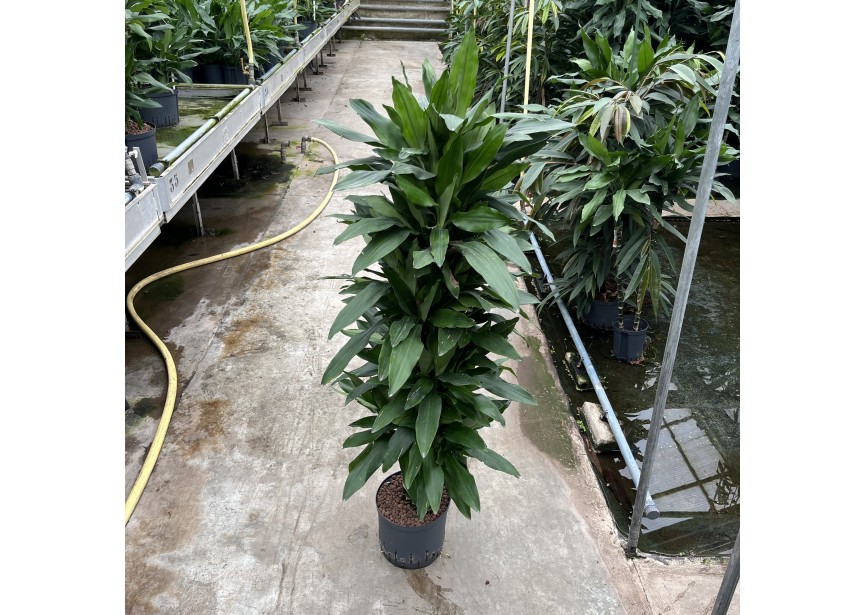 DRACAENA JANET LIND VERTAKT 22/19 H130/140