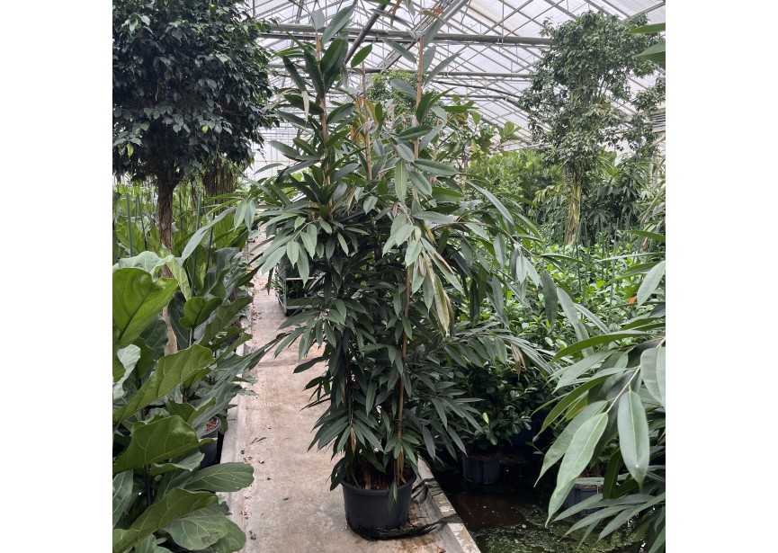 FICUS AMSTEL KING TOEF 3 PP K38/20 H250