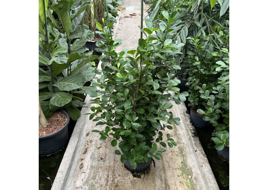 FICUS MOCLAME 3PP 28/19 H130