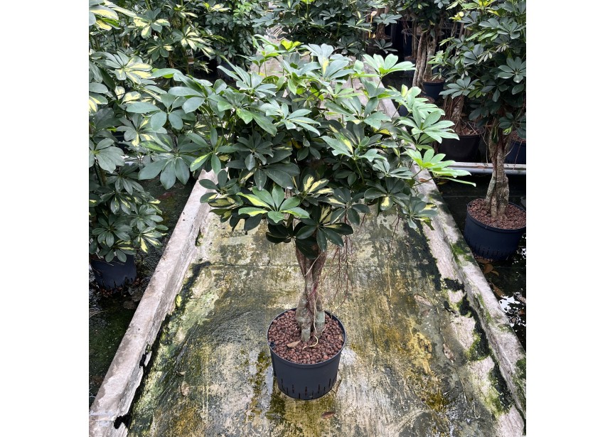 SCHEFFLERA GOLD CAPELLA BONSAI STAM GEVLOCHTEN 25/19 100