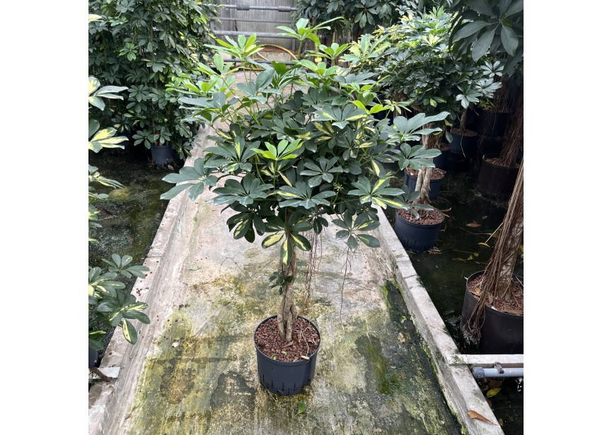 SCHEFFLERA GOLDEN CAPELLA STEM BRAIDED 25/19 H120