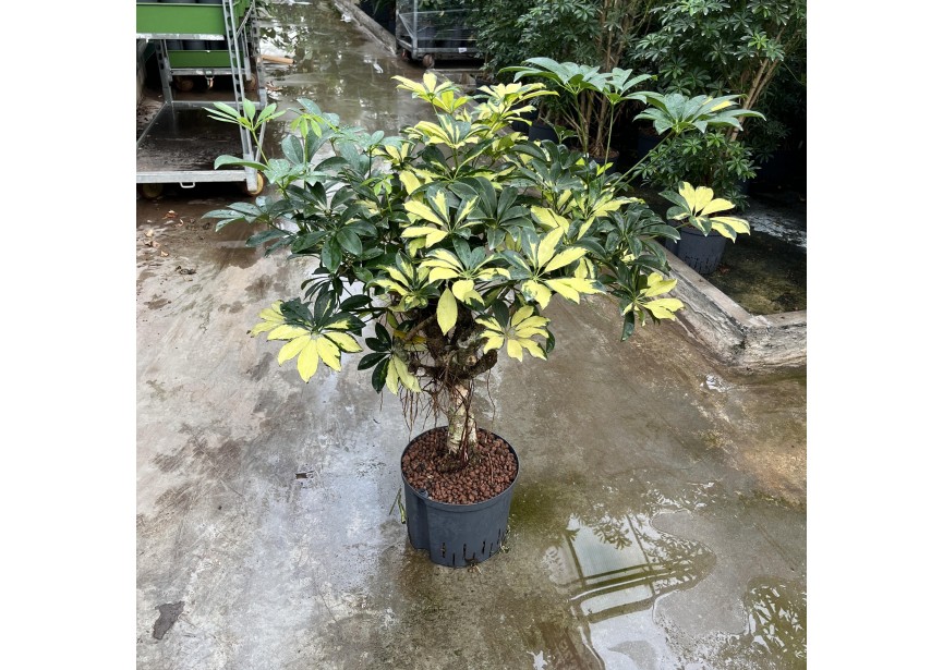 SCHEFFLERA TRINETTE TRONC 25/19 H90/100