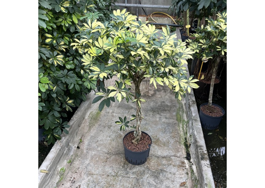 SCHEFFLERA TINETTE STAM GEVLOCHTEN 25/19 H120