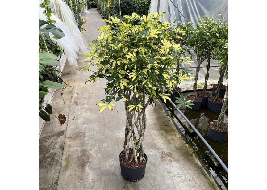 SCHEFFLERA TRINETTE OPEN WINDOW 28/19 H140