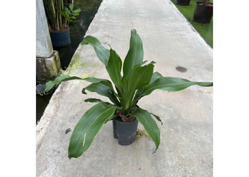 DRACAENA BURLEY GROEN 1PP 15/19 H70