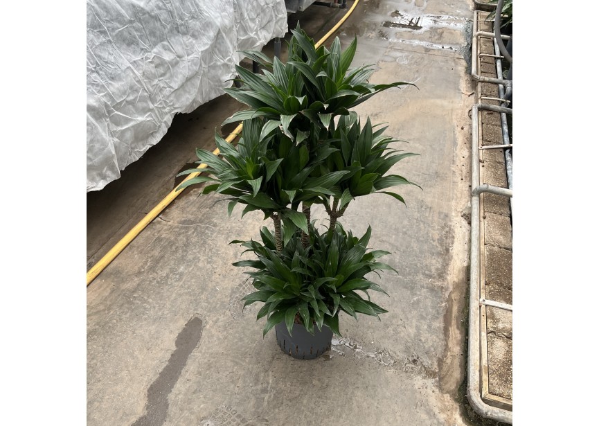 DRACAENA COMPACTA CARROUSEL 6ST 22/19 H95