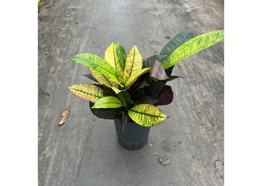 CROTON ICETON KÖPFE 2PP 15/19  H40