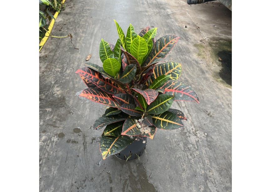 CROTON PETRA 1PP 18/19 H50