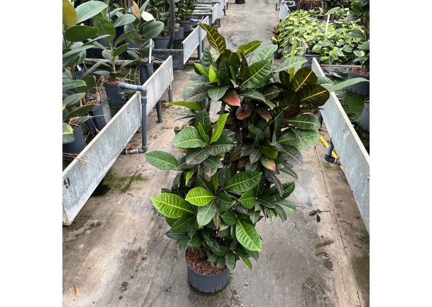 CROTON PETRA VERTAKT 25/19 H120