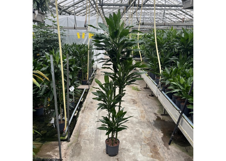 DRACAENA JANET LIND (120/90/60/30)22/19 H170