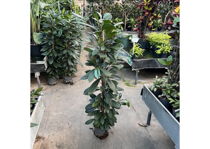 FICUS CYATHISTIPULA 22/19 H150