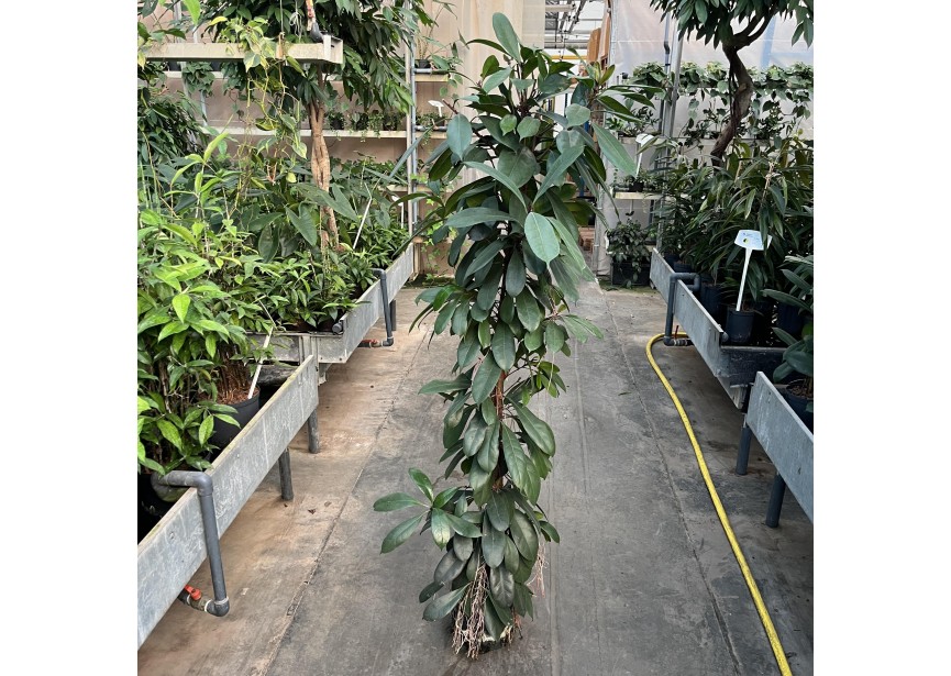 FICUS CYATHISTIPULA 22/19 H180