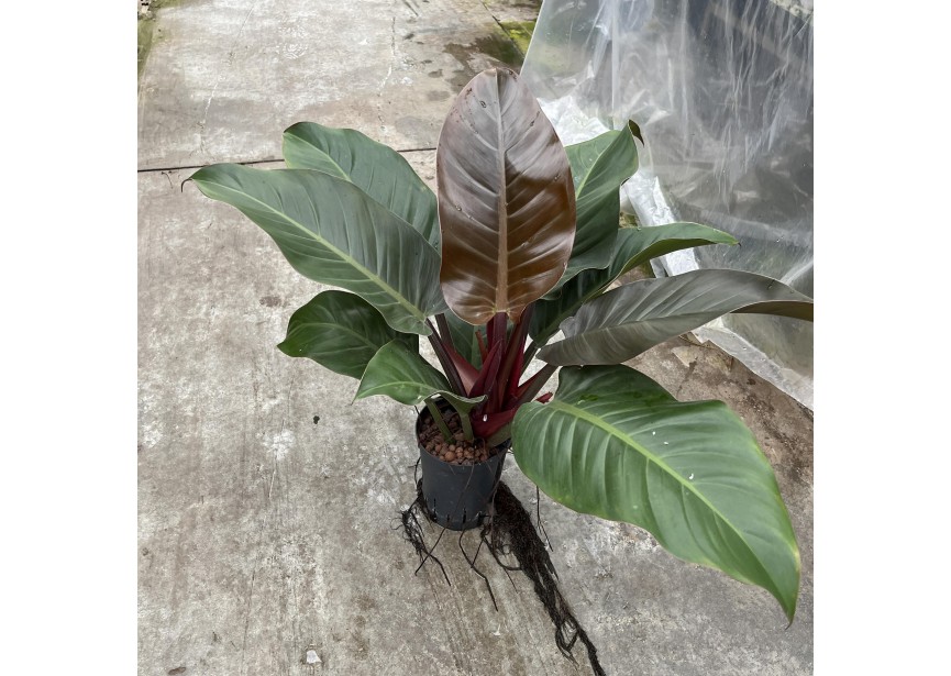 PHILODENDRON IMPERIAL RED 15/19 H50