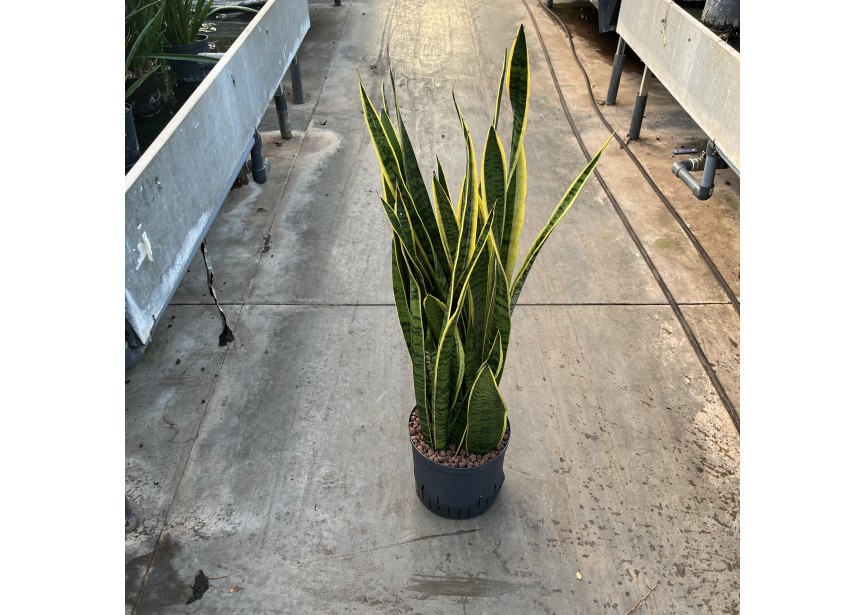 SANSEVIERIA LAURENTII 22/19 H90/100