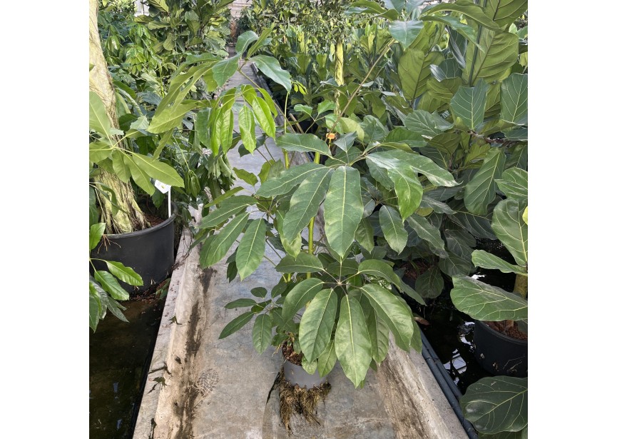 SCHEFFLERA ACTINOPHYLLA 2PP 25/19 H150CM