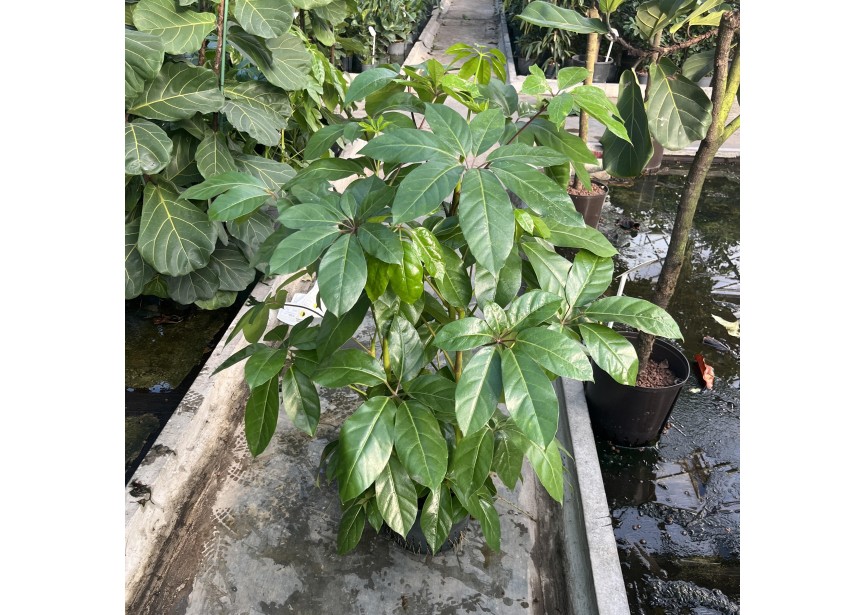 SCHEFFLERA AMATE 3PP 28/19 H120