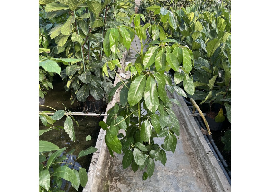 SCHEFFLERA AMATE 3PP 28/19  H150