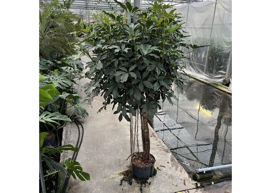 SCHEFFLERA COMPACTA TRONC   28/19 H160