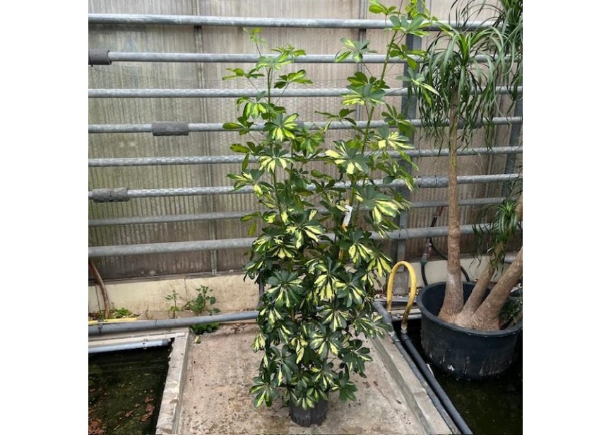 SCHEFFLERA GOLD CAPELLA 4PP 22/19 H150