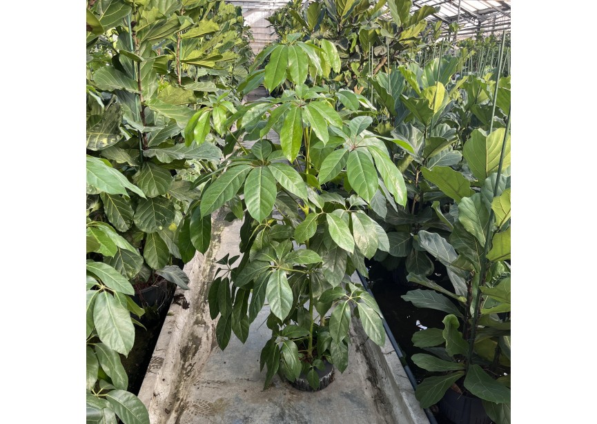 SCHEFFLERA AMATE 3PP 28/19  H170/180