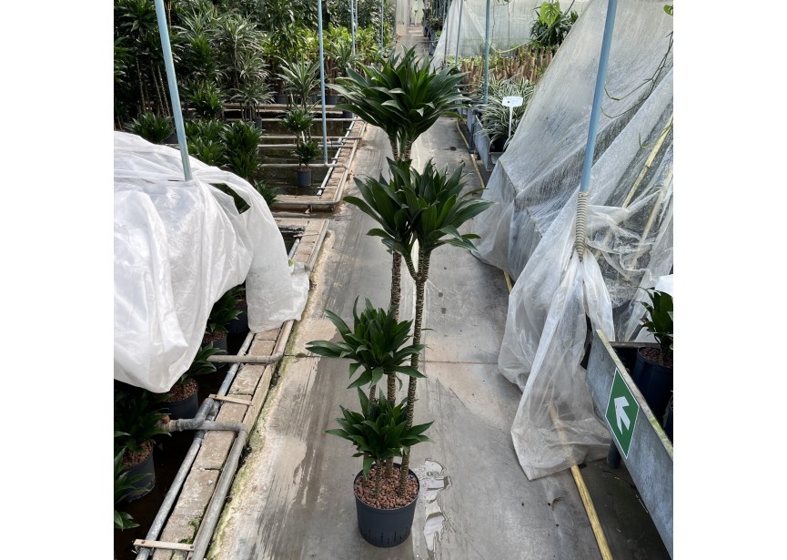 DRACAENA COMPACTA (120/90/60/30) 22/19 H160