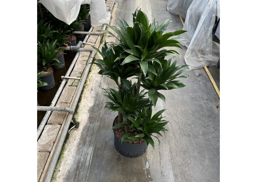 DRACAENA COMPACTA CARROUSEL 6ST 28/19 H90/100