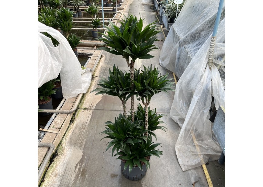 DRACAENA COMPACTA CARROUSEL 6ST 25/19 H120