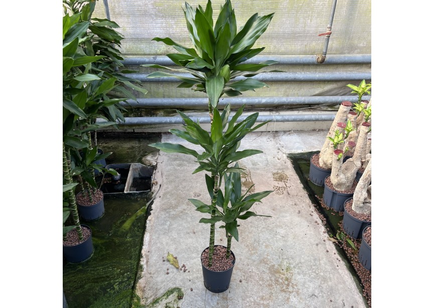 DRACAENA JANET LIND (90/60/30) 18/19 H130