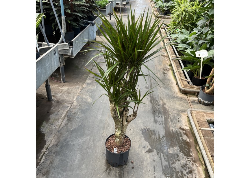 DRACAENA MARGINATA VERTAKT 22/19 H120